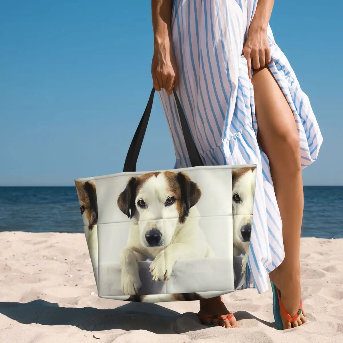 Yoga Fitness Photos - Köpek Jack Russell Terrier Fotoğraf Plaj